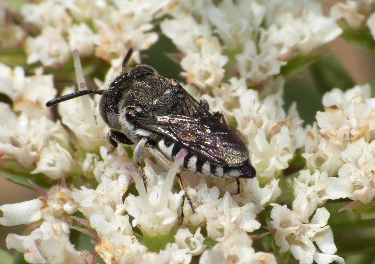 femmina e maschio di Coelioxys sp.